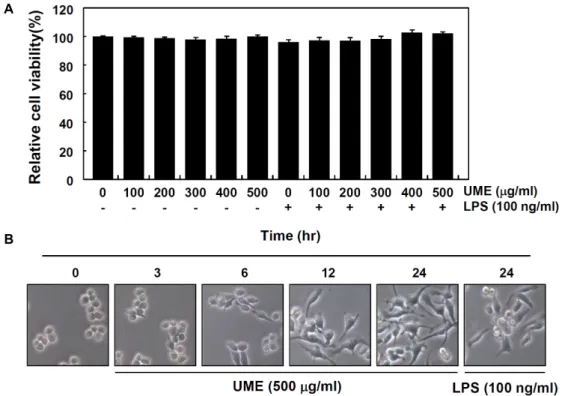 Fig.  1.  Effects  of  root  bark  of  U.  macrocarpa  water  extracts  (UME)  on  cell  viability  and  morphology  in  RAW  264.7  macrophages