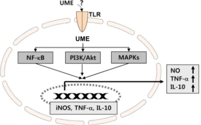 Fig.  7.  Schematic  diagram  of  UME-induced  immune  responses  through  the  activation  of  NF-κB,  PI3K/Akt  and  MAPKs  signaling  pathways.