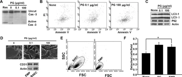 Fig.  2.  PG  at  high  concentration  forms  endothelial  microparticle,  then  inducing  the  cell  detachment