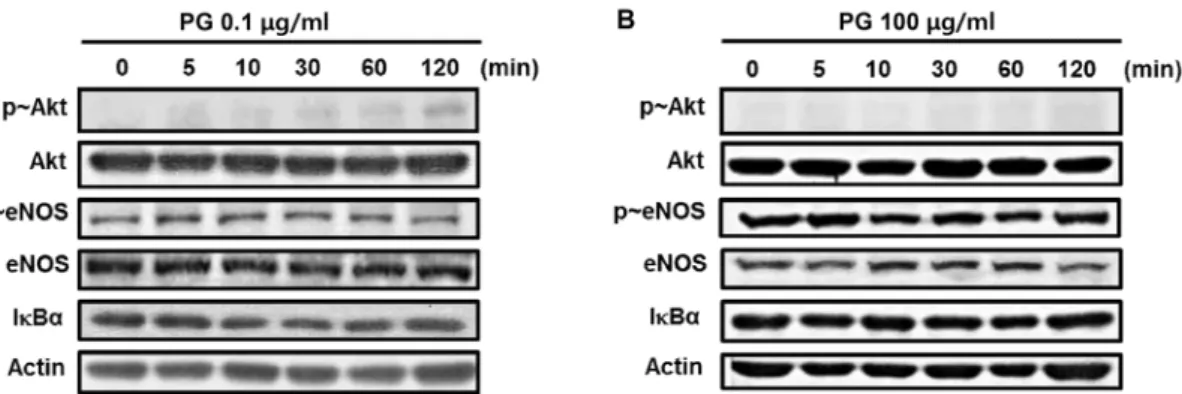Fig.  4.  PG  at  low  concentration  activates  Akt.  BAECs  were  serum-starved  for  12  hr  and  then  were  treated  with  0.1  μg/ml  (A)  or  100  μg/ml  PG  (B)  for  indicated  periods  of  incubation  time