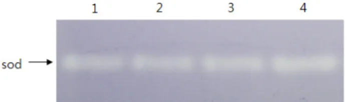 Fig.  1.  Activity  of  superoxide  dismutase  in  P.  rhodesiae  KK1. 