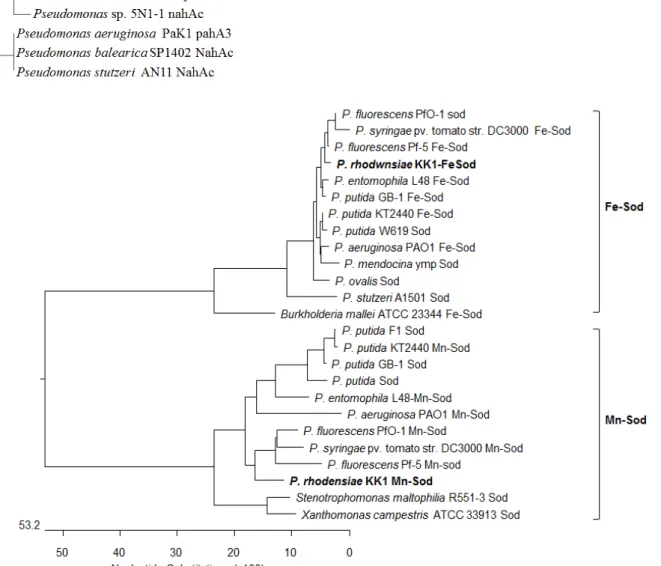 Fig.  2.  Phylogenetic  analysis  of  ring-hy- ring-hy-droxylating  dioxygenase  genes  from  P
