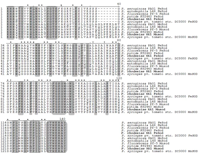 Fig.  4.  Multialignment  of  two  types  of  superoxide  dismutase  (FeSOD  and  MnSOD)  genes  based  on  deduced  amino  acid  sequences  in  P