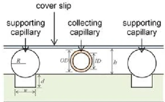 Fig. 1. Schematic of micro-milled PMMA cell collection  platform. R: radius of supporting capillary, W: 