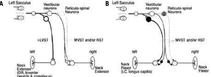 Figure 2. Schematic diagram of disynaptic and trisynaptic excitatory (A) and inhibitory (B) sacculo-neck motoneuron connections.
