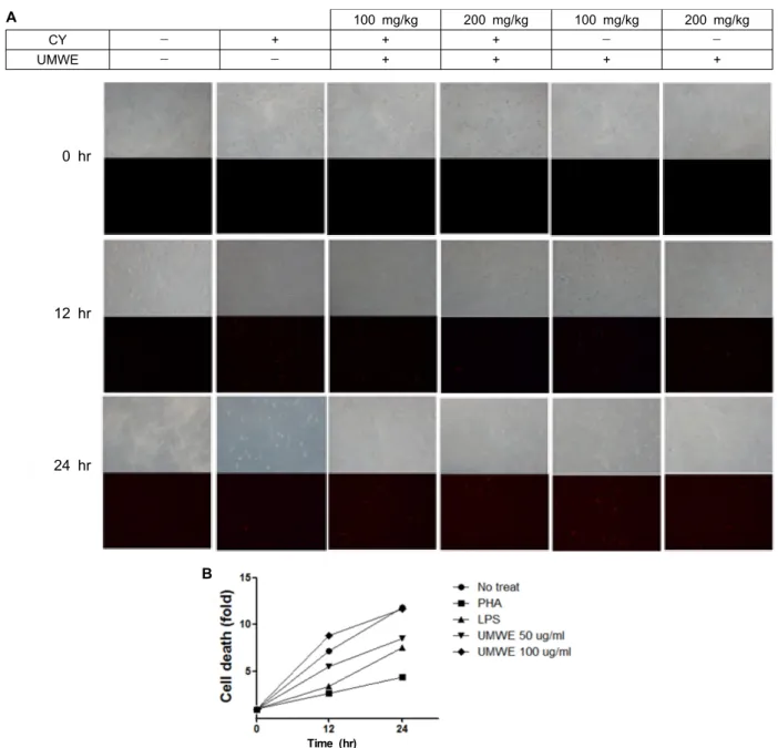 Fig.  3.  Cell  death  delay  of  splenocytes  by  UMWE.  A.  Splenocytes  were  incubated  with  the  indicated  samples  as  well  as  7-AAD  for  24  hr