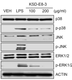 Fig.  3.  Inhibition  of  phosphorylation  of  MAPK  by  KSD-E8-3. 