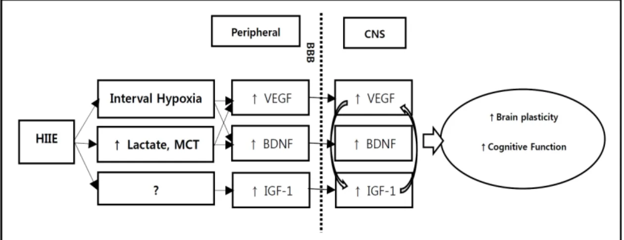 Fig.  1.  Putative  mechanistic  pathways  by  which  high-intensity  interval  exercise(HIIE)  influences  brain  plasticity  and  cognitive  function  via  increased  central  and  peripheral  growth  factor  level.