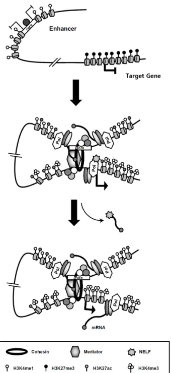 Fig.  2.  The  roles  of  eRNAs  in  the  transcription  of  genes.  eRNAs  are  not  transcribed  before  transcriptional  activation  of  target  gene
