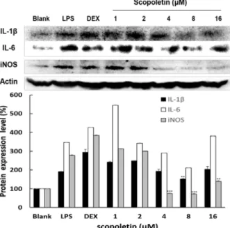 Fig.  5.  Effect  of  scopoletin  on  protein  expressions  of  TNFα and  COX-2  in  Raw264.7  cells