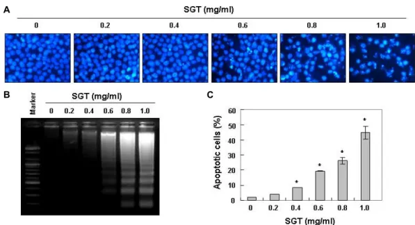 Fig.  2.  Induction  of  apoptosis  by  SGT  treatment  in  AGS  cells.  AGS  cells  were  treated  with  the  indicated  concentrations  of  SGT  for  48  hr