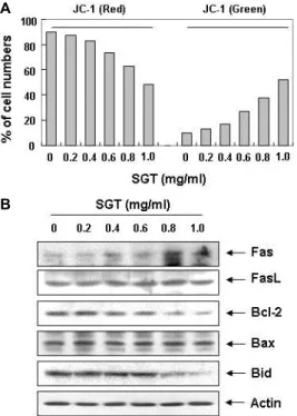 Fig.  5.  Activation  of  caspases  by  SGT  treatment  in  AGS  cells. 