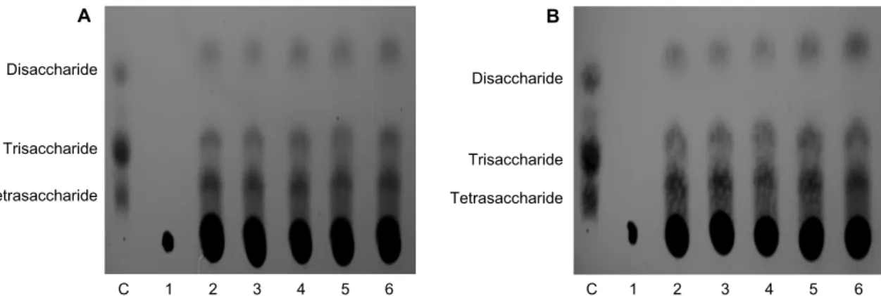 Fig.  3.  TLC  analysis  of  alginate  degradation  by  alginate  lyase  with  5  unit/ml  (A)  and  10  unit/ml  (B)  in  which  the  alginate  concentration  was  3%