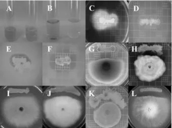 Fig.  5.  Biochemical  parameters  showing  biological  activities  of  B.  subtilis  AF4