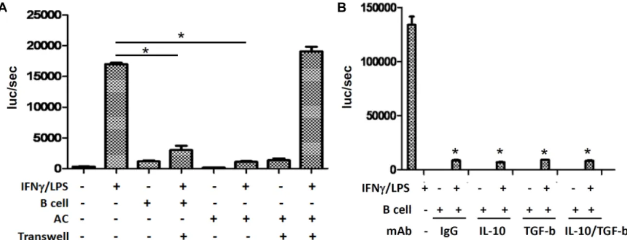 Fig.  2.  IL-12  transcription  was  inhibited  by  LPS  stimulated  B  lymphocytes.  (A)  The  human  IL-12p35  promoter  (-1082/+61)  linked  to  the  firefly  luciferase  reporter  gene  was  transiently  transfected  into  RAW264.7  cells