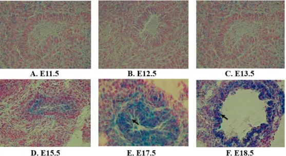 Fig.  1.  Expression  of  SRC-3  in  the  embryonic  lung  during  development  in  mice