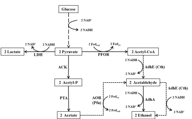 Fig.  1.  Metabolic  pathways  for  ethanol  fermentation  from  glucose.  Broken  line  is  simplified  modified  glycolysis  and  dotted  lines  are  missing  pathways  in  C