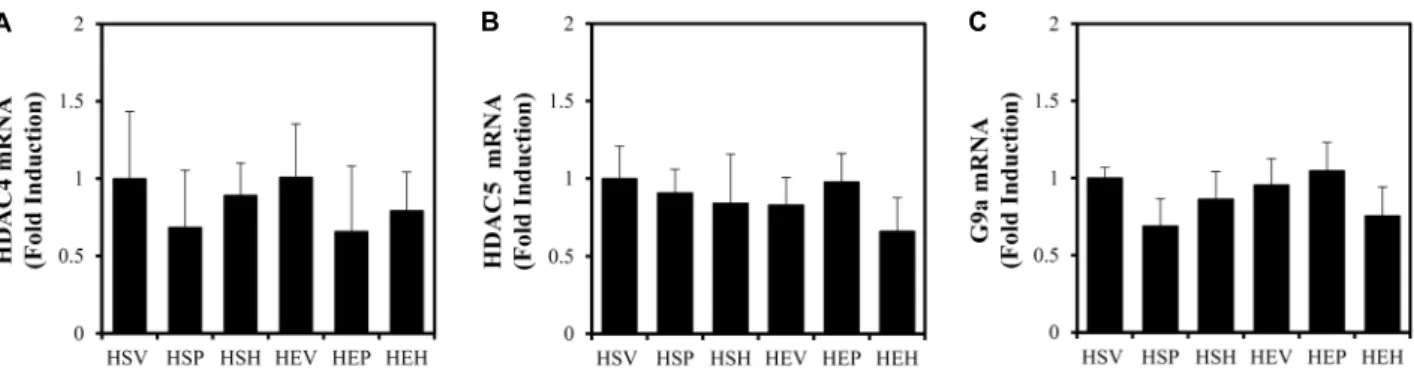 Fig.  5.  Target  mRNA  levels  determined  by  real-time  RT-PCR  in  soleus  muscle
