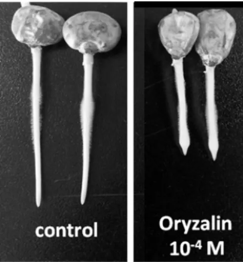 Table  2.  Effect  of  oryzalin  on  the  gravitropic  response  in  the  10 -4   M  IAA-pretreated  roots  at  4  hr  and  8  hr