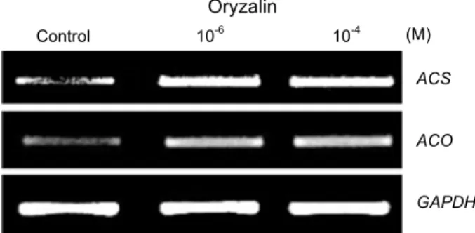 Fig.  7.  Effect  of  oryzalin  on  gene  expression  of  ACO  and  ACS. 