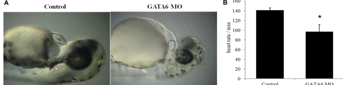Fig.  2.  Knockdown  of  GATA6  gene  decreases  heart  size  and  heart  rate  in  the  zebrafish