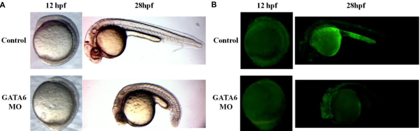 Fig.  3.  Knockdown  of  GATA6  gene  increases  apoptosis  in  the  brain  of  zebrafish