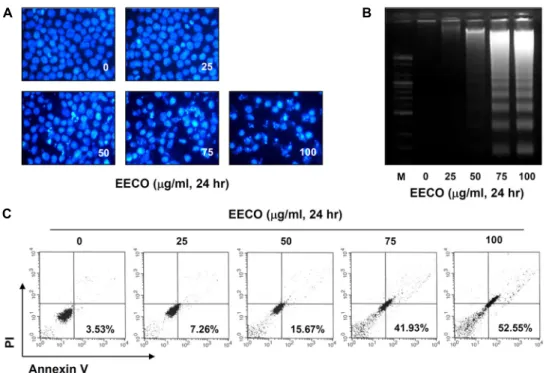 Fig.  2.  Induction  of  apoptosis  by  EECO  in  human  leukemia  U937  cells.  (A)  The  cells  were  fixed  and  stained  with  DAPI  solution
