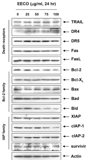 Fig.  3.  Effects  of  EECO  treatment  on  mitochondrial  membrane  potential  (MMP,  Δ ψ m)  in  human  leukemia  U937  cells