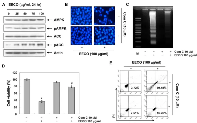 Fig.  6.  Effects  of  AMPK  inhibitor,  compound  C,  on  the  EECO-induced  in  human  leukemia  U937  cells