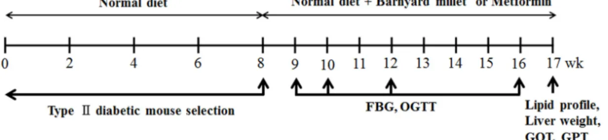 Fig.  1.  Schematic  diagram  showing  experimental  schedule  for  17  weeks.  C57BL/KsJ-db/db  mice  were  divided  to  3  groups  such  as  diabetic  control  (corn  oil  only),  positive  control  (metformin  only)  and  test  group  (barnyard  millet 
