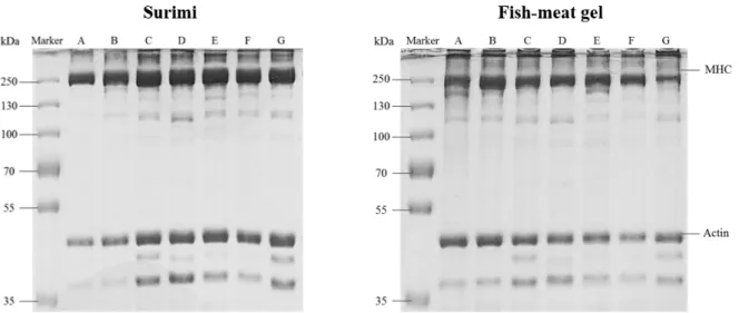 Fig.  4.  SDS-PAGE  protein  pattern  of  surimi  and  fish  meat  gels  prepared  from  five  different  farmed-fish  species  and  Alaska  Pollock