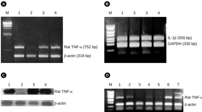 Fig. 3. Antisense activity of  TNFα-LCAS on TNF-α mRNA levels in WRT7/P2 cells. A. RT-PCR was performed with 2 sets of  pri- pri-mers, either TNF-α primers or β-actin primers: Lane M, λ-HindIII DNA size marker; lane 1, liposome alone; lane 2, TNFα-LCAS (1.
