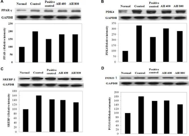 Fig.  6.  Western  blot  analysis  of  activated  PPARγ,  PADK4,  SREBP-1,  FOXO  1  in  the  liver  of  type  2  diabetic  of  db/db  mouse  (A,  B,  C,  D)