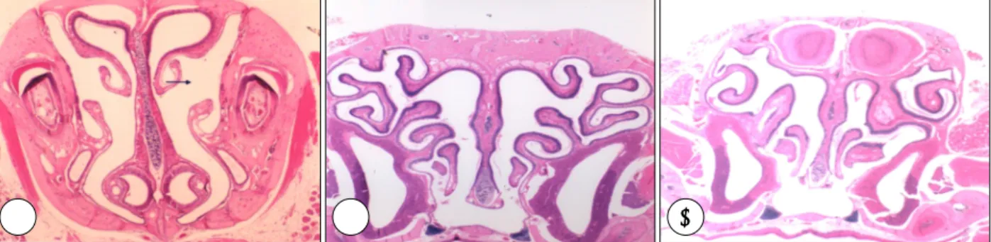 Fig. 2. Three paraffin-embedded coronal sections of a mouse nasal cavity. Sections are representative of anterior (A), middle (B) and posterior (C) regions of the nasal cavity