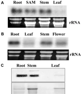 Fig.  1.  Northern  blot  analysis  of  OsAPx1  expression  in  different  rice  tissues