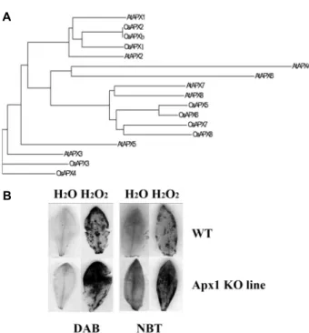 Fig.  4.  Phylogenetic  relationship  of  APx  protein  from  Rice  and  Arabidopsis  and  Detection  of  O 2-   and  H 2 O 2   in  Arabidopsis  leaves  (A)  The  dendrogram  was  constructed  using  BioEdit  program