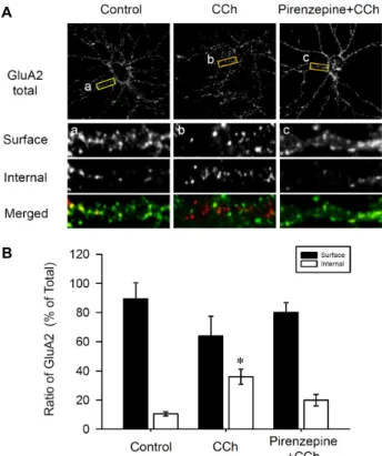 Fig.  1.  The  GluA2  AMPAR  subunit  is  internalized  following  M1  mAChR  stimulation  in  the  hippocampal  neurons