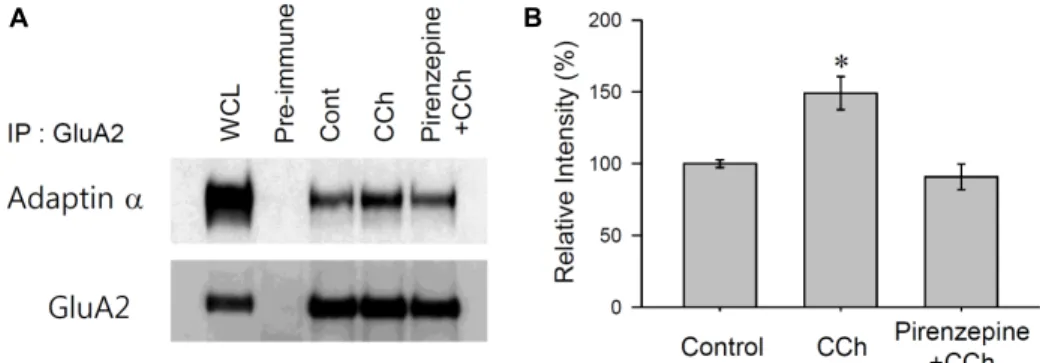 Fig.  2.  GluA2-adaptin-α  interaction  enhanced  by  M1  mAChR  stimulation  in  hippocampus