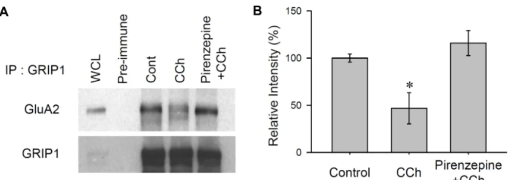 Fig.  3.  GluA2-GRIP1  interactions  disrupted  by  M1  mAChR  stimulation  in  hippocampus