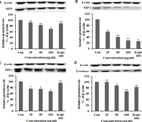 Fig.  5.  MITF,  TRP-1,  TRP-2,  tyrosinase  protein  expression  rate  of  extract  from  Nelumbo  nucifera  G