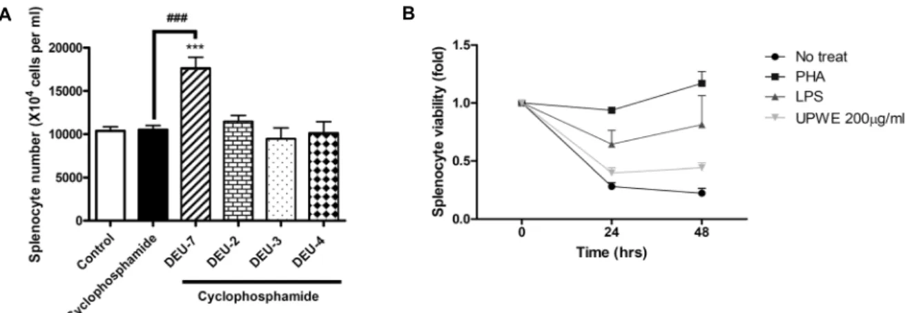 Fig.  3.  DEU-7  increased  splenocyte  proliferation.  (A)  After  dissection,  the  spleen  was  removed  and  splenocytes  were  counted  using  a  hemocytometer