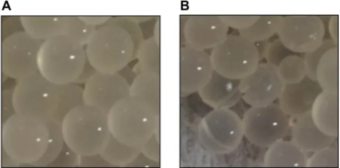 Fig.  4.  Photographs  of  alginate  beads,  which  were  collected  (A)  at  time  zero  of  operation,  and  (B)  336  hr,  when  the   oper-ation  was  finished