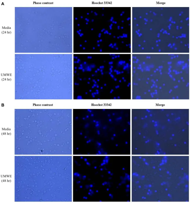 Fig.  1.  UMWE  augment  survival  rate  in  live  splenocyte  staining  by  Hoechst  33342