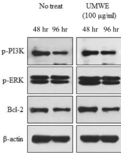 Fig.  3.  Effect  of  UMWE  on  induction  of  pro-apoptosis  related  proteins.  Splenocytes  (2×10 7   cell/ml)  treated  with  100  μg/ 