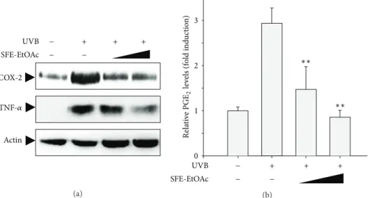 Figure 4: Inhibition of UVB-induced COX-2 and TNF-