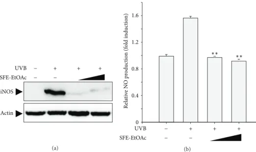 Figure 5: Inhibition of UVB-induced iNOS expression and subsequent NO production by SFE-EtOAc in mouse skin