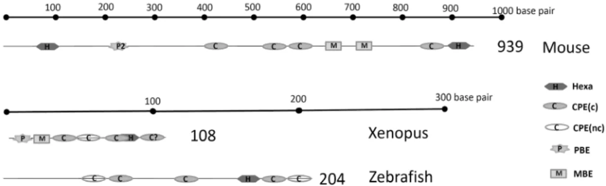 Fig  2.  3’  UTR  structure  of  mouse,  Xenopus  and  zebrafish  cyclinB1  mRNA.  The  schematic  diagram  shows  the  putative  RNA  binding  sites  in  the  mouse,  Xenopus  and  zebrafish  cyclinB1  mRNA