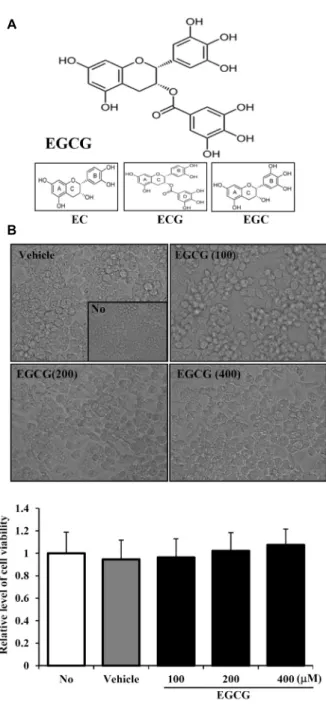 Fig.  1.  Structure  of  main  compounds  in  green  tea  and  cytotox- cytotox-icity  of  EGCG