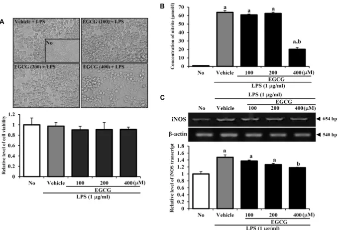 Fig.  3.  Effects  of  EGCG  pretreatments  on  NO  production  and  iNOS  expression  in  LPS-induced  inflammation