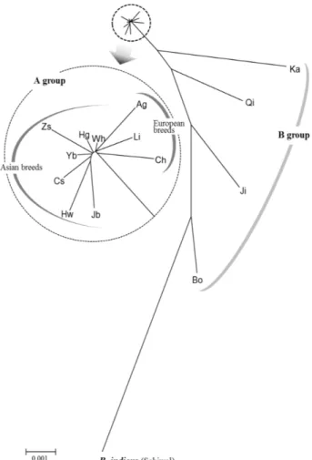 Fig.  1.  Phylogenetic  relationship  among  13  cattle  breeds  from  the  B.  taurus  lineage  and  a  breed  from  the  B